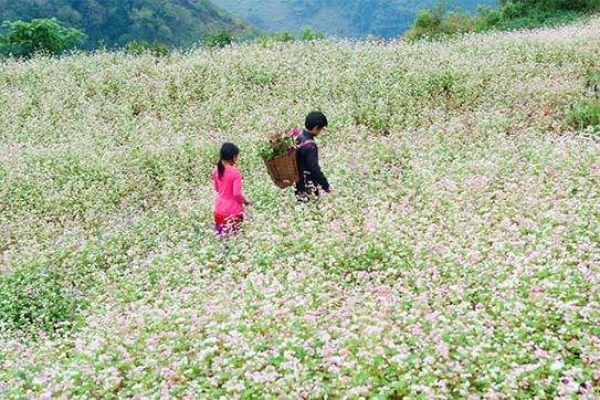 Buckwheat flower festival in Ha Giang promises diverse activities