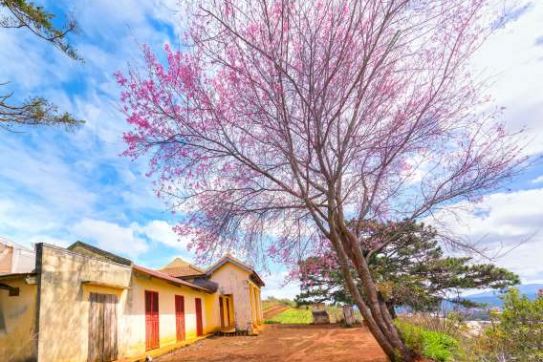 Da Lat and Sa Pa named among best spring destination in Asia