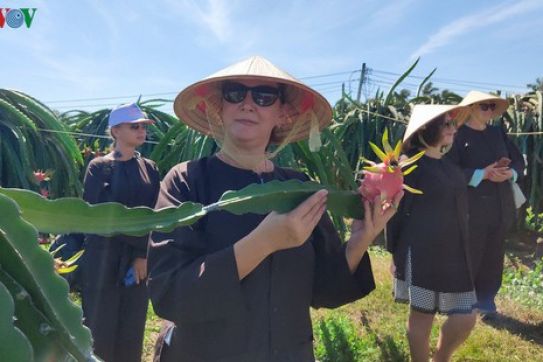 Binh Thuan launches tours to local dragon fruit gardens