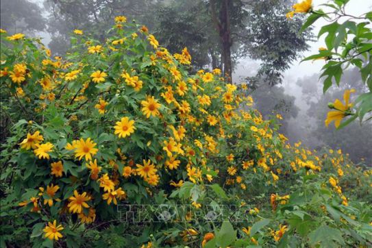 Chiêm ngưỡng rừng hoa dã quỳ Ba Vì đua sắc